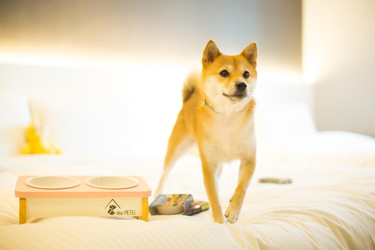 The Petel Premium Suite Busan Eksteriør billede